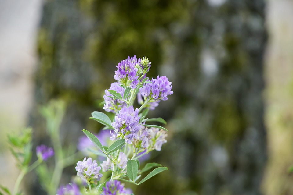 kvetoucí vojtěška